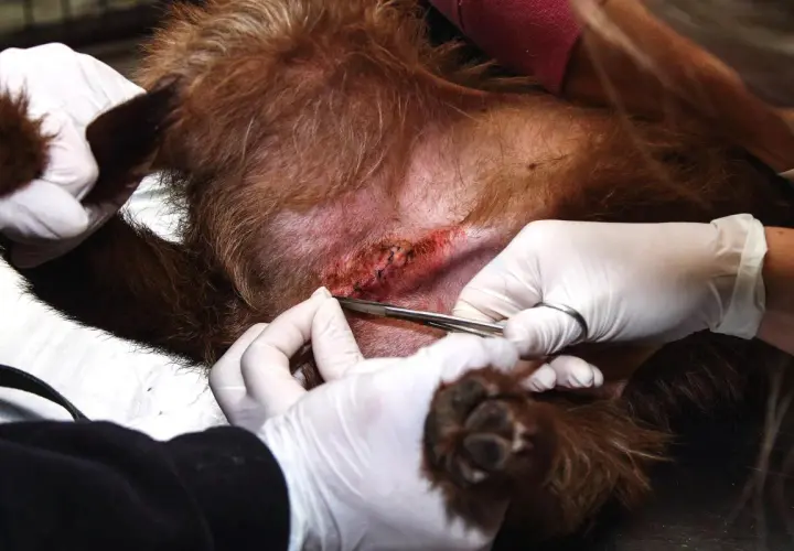 Veterinario lavora su ferita di un cane. I punti riassorbibili cane quanto ci mettono per guarire dipendono da molti fattori.