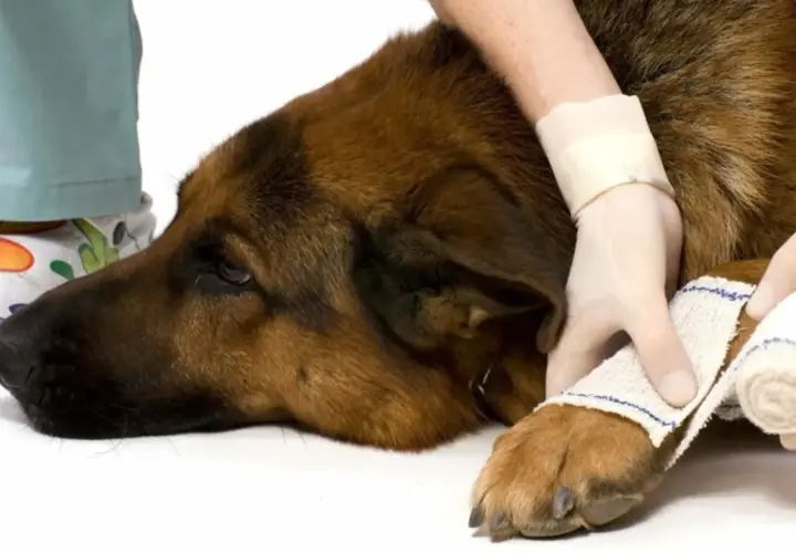 Un cane di razza pastore tedesco viene medicato per piaghe da decubito. Le zampe sono fasciate con cura.