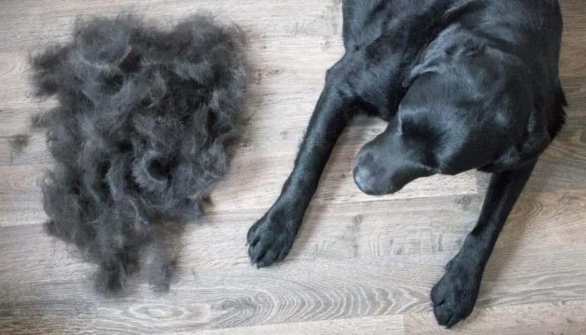 Un cane nero giace su un pavimento di legno accanto a un mucchio di pelo perso durante la muta.