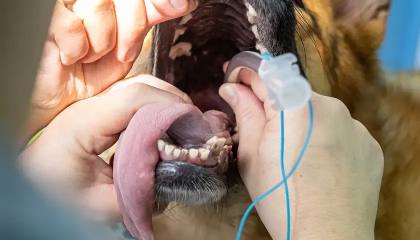 Veterinario esamina la bocca di un cane per valutare il costo intervento collasso tracheale cane.