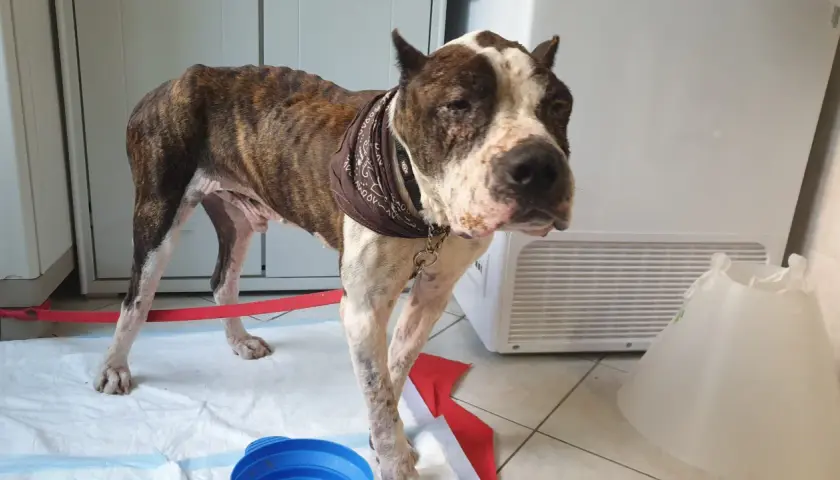 Cane magro con leishmaniosi, zoppica visibilmente. Ha un foulard al collo e un collare elisabettiano vicino.