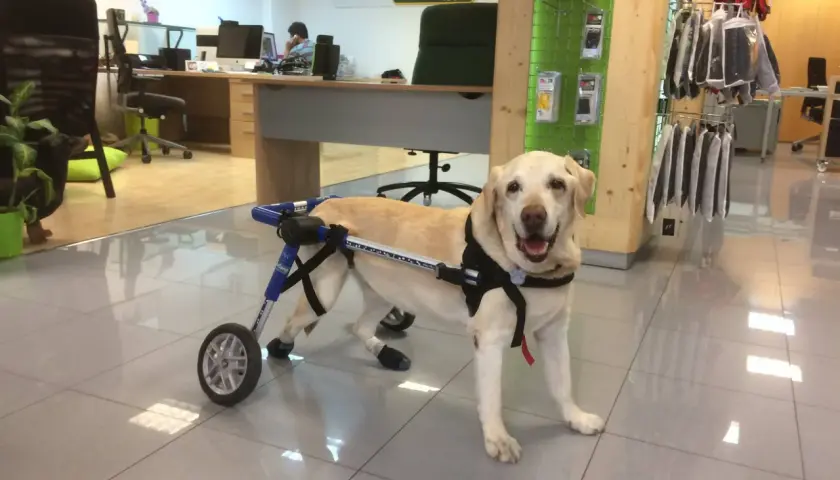 Un cane paralizzato all'improvviso, un labrador sorridente, si muove con un carrellino.
