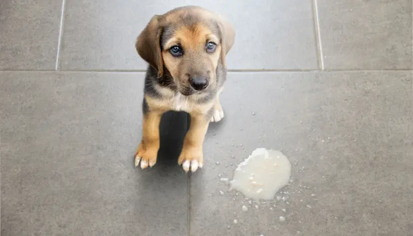 Un cucciolo guarda con occhi dolci, seduto accanto a una pozza di liquido. Sembra che il cane vomita acqua, ma è solo un piccolo incidente.