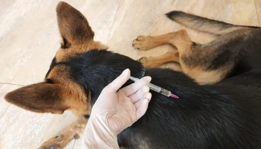 Veterinario somministra iniezione a cane pastore tedesco, forse per trattare i sintomi della leptospirosi.