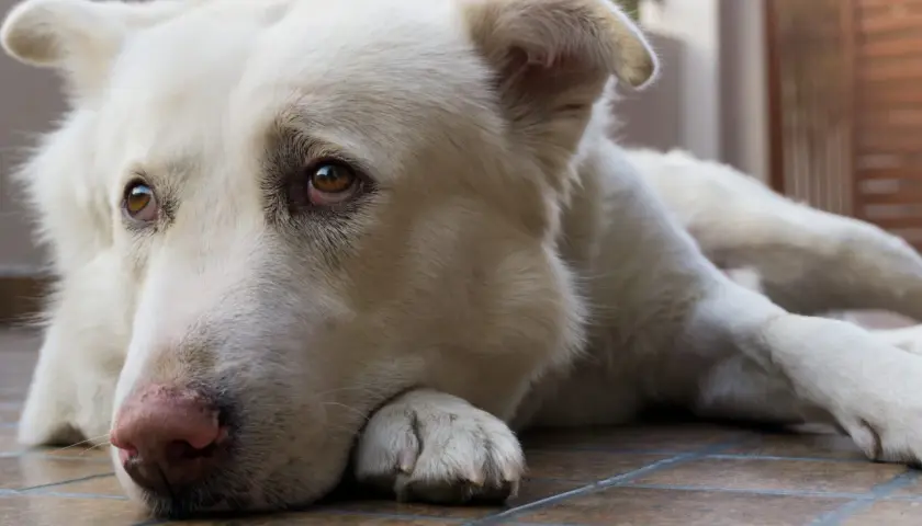 Un cane bianco, con occhi tristi, si lamenta quando si sdraia sul pavimento piastrellato.