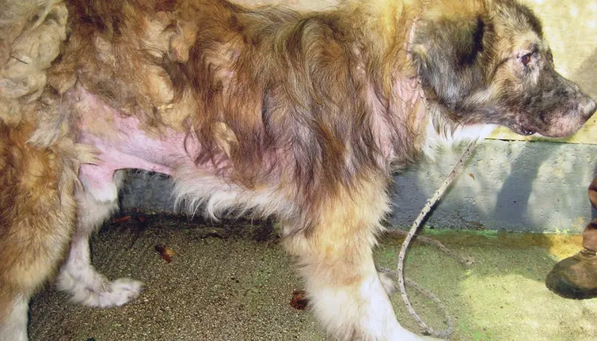 Cane con pelo diradato e pelle arrossata, segni evidenti di leishmaniosi.