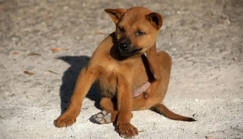 Un cucciolo marrone si gratta, forse infastidito da piatti insetti piccolissimi neri sul cane.