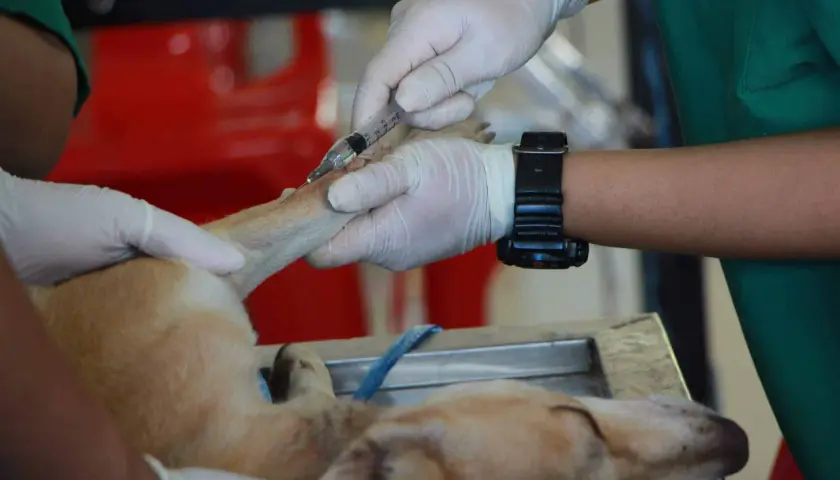 Mani guantate somministrano un'iniezione a un cane, parte di un trattamento di chemioterapia per cani.