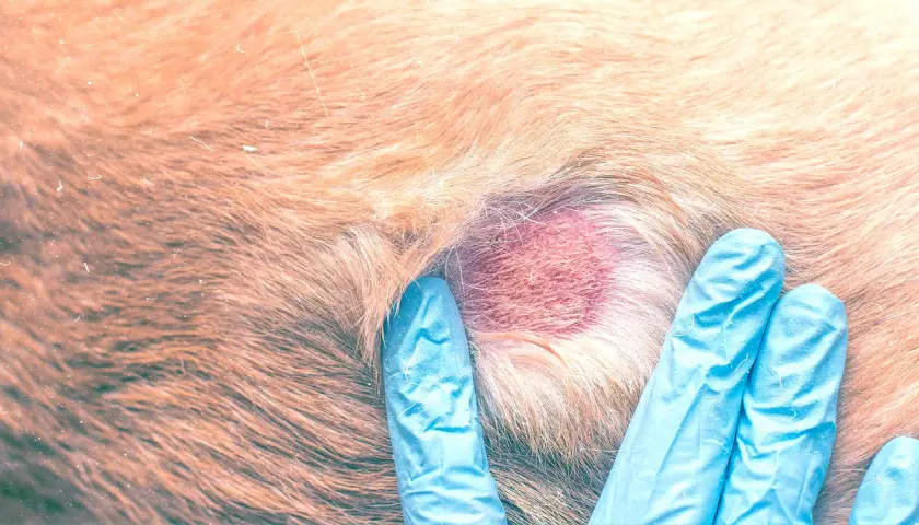 Mani guantate esaminano un'area arrossata con crosticine sul pelo di un cane.