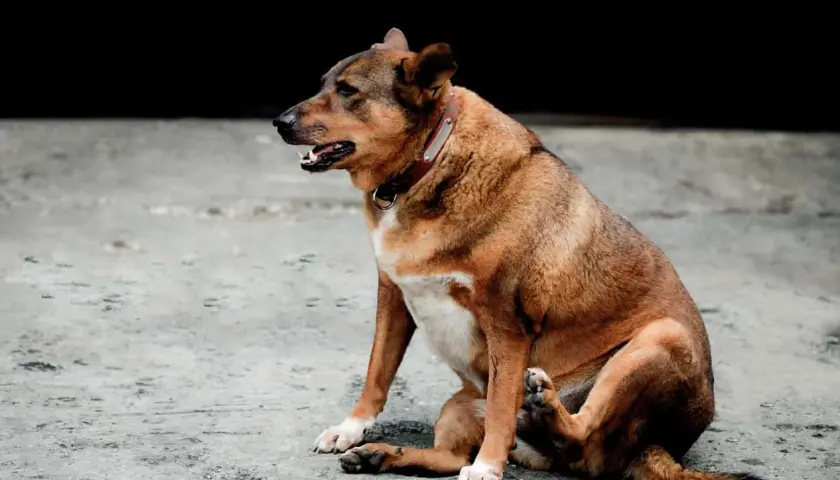 Cane con aria nella pancia, forse cerca rimedi naturali per il gonfiore.