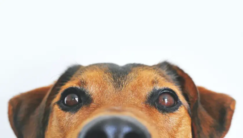 Occhi dolci e un naso umido, questo cane sembra soffrire di una leggera paresi facciale, ma il suo sguardo è pieno di curiosità.