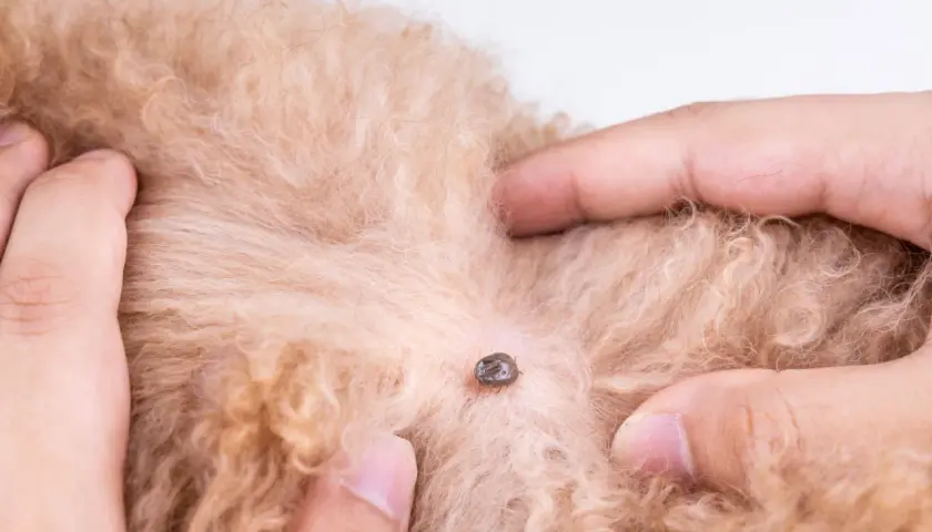 Una zecca è attaccata al pelo di un cane. Si discute di rimedi naturali, come l'aceto contro le zecche, per proteggere il tuo animale domestico.