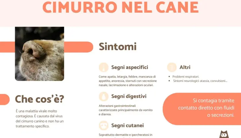 Primo piano del tartufo di un cane, con testo che descrive i sintomi del cimurro canino, una malattia virale contagiosa.
