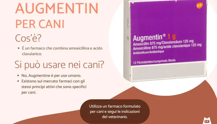 Augmentin per cani: farmaco combinato per infezioni cutanee. Non usare Augmentin umano, ma cerca formulazioni veterinarie specifiche.