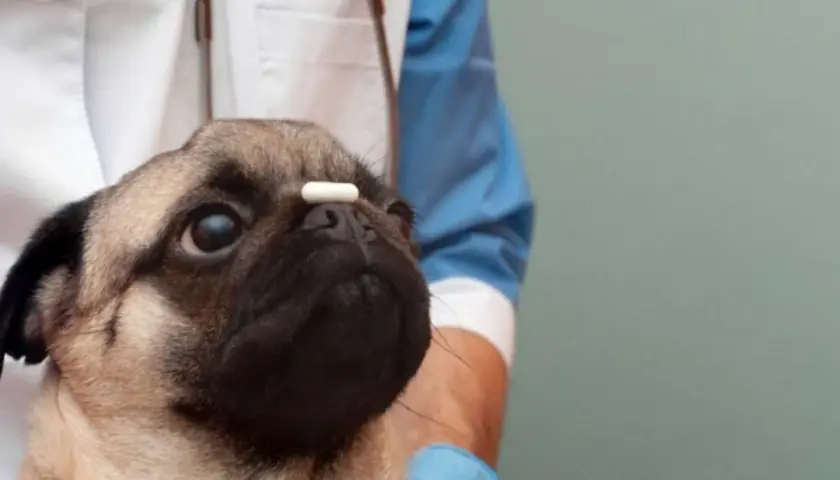 Un simpatico carlino con una pillola sul naso, in attesa che l'antibiotico cane dopo quanto fa effetto.