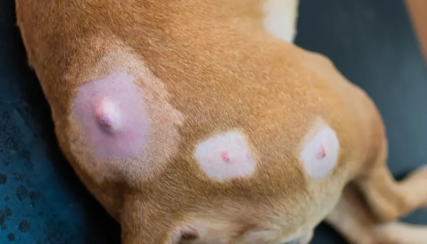 Primo piano di un cane con cisti sebacea visibile sulla pelle. Aree depilate e arrossate intorno alle lesioni.