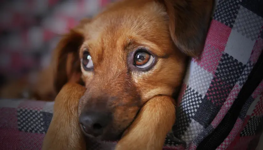 Occhi dolci di un cane marrone, forse un po' confuso dopo un sovradosaggio di fermenti lattici. Riposa su una coperta a quadri.