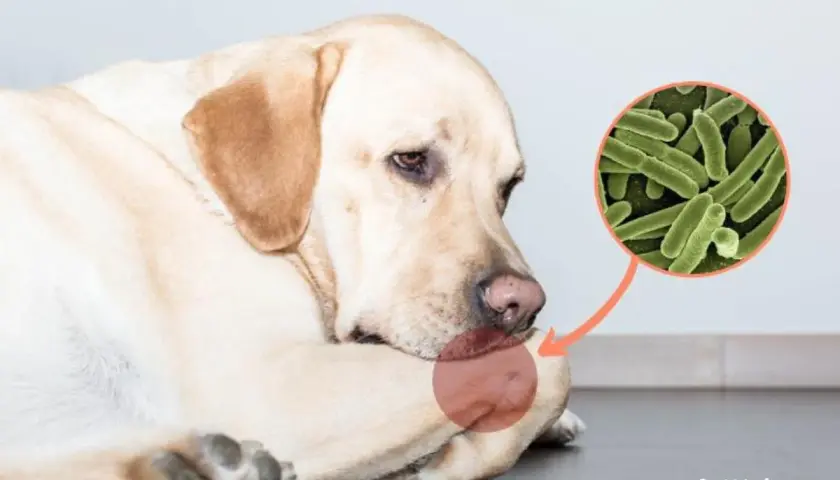 Cane con segno rosso su zampa, zoom su batteri. Possibile osteomielite cane.