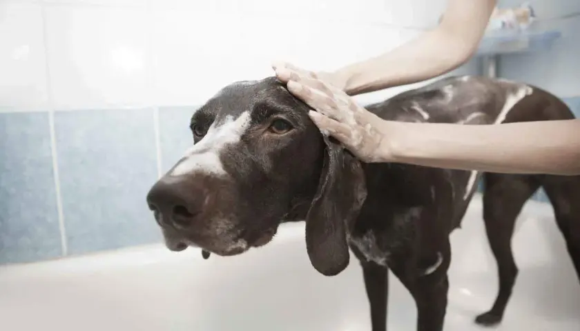 Mani insaponate lavano un cane marrone nella vasca da bagno, usando acqua fredda per pulirlo.