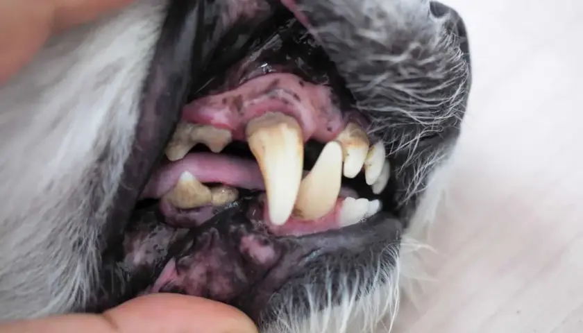 Gengive nere cane morte, denti ingialliti e malati. Un quadro preoccupante per la salute orale del cane.