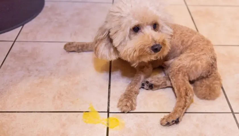 Un barboncino marrone con nausea, accanto a un vomito giallo. Si cercano rimedi per il cane.