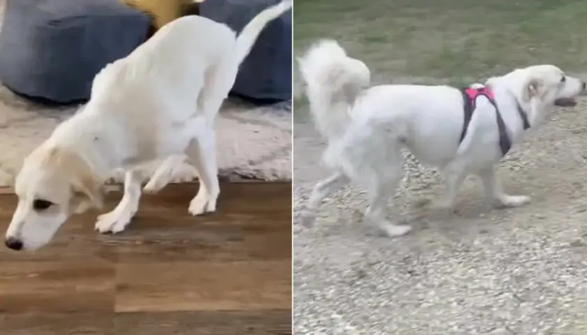 Cane bianco con evidente difficoltà motoria, forse una paralisi gambe improvvisa. Si muove con fatica su un tappeto e poi su ghiaia.