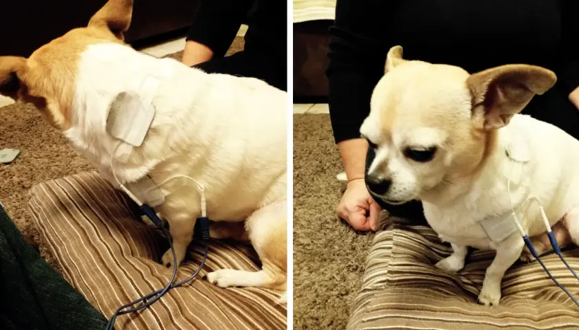 Cane con elettrodi per terapia, forse per una lussazione zampa posteriore.
