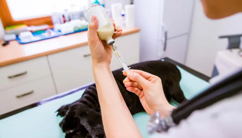 Mani di veterinario preparano una siringa con un farmaco per un cane con spondilosi, per alleviare il suo dolore.