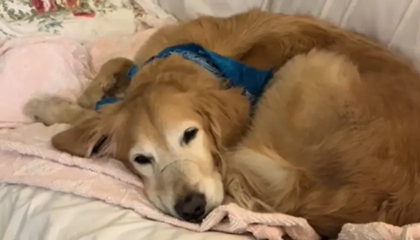 Un cane golden retriever dorme su una coperta rosa, con una bandana blu al collo. Sembra un dolce cheloide cane.