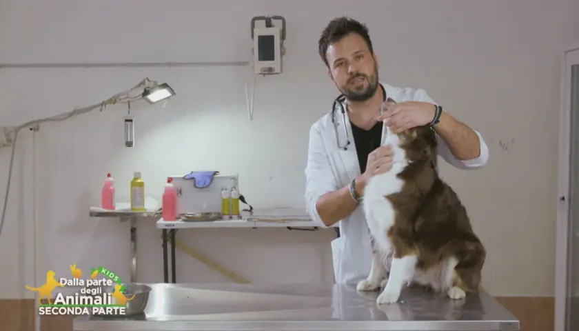 Veterinario tenta di dare una pastiglia a un cane marrone e bianco, ma il cane sputa la pastiglia.