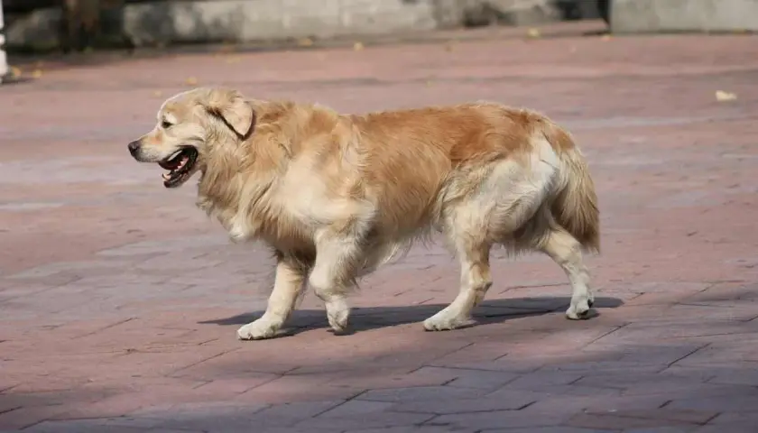 Golden retriever con zampa gonfia cane cammina su un marciapiede di mattoni rossi, con la bocca aperta e la lingua fuori.