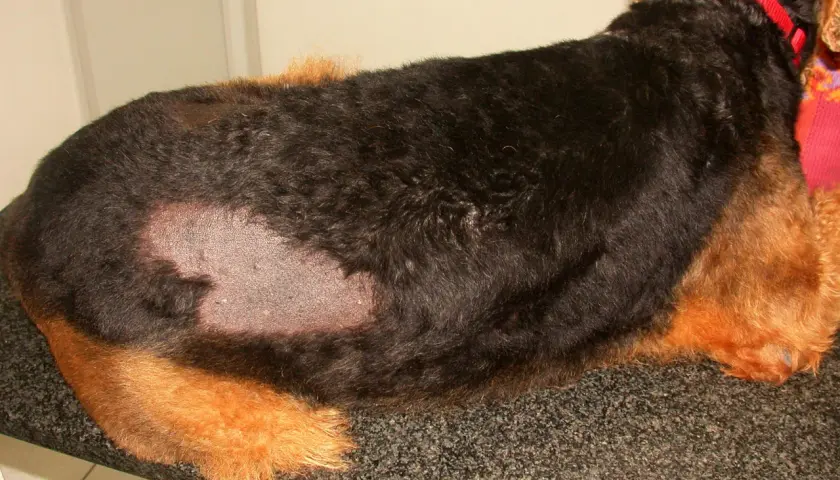 Un cane spelacchiato con chiazze di pelle visibile sul fianco. Indossa un collare rosso.