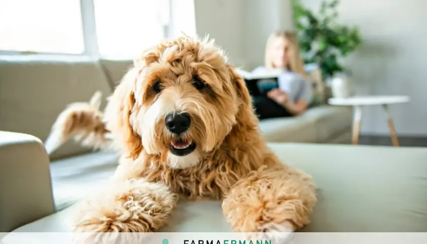 Un cane felice sul divano, mentre una persona legge. Scopri come eliminare le pulci in modo naturale per il tuo amico a quattro zampe.