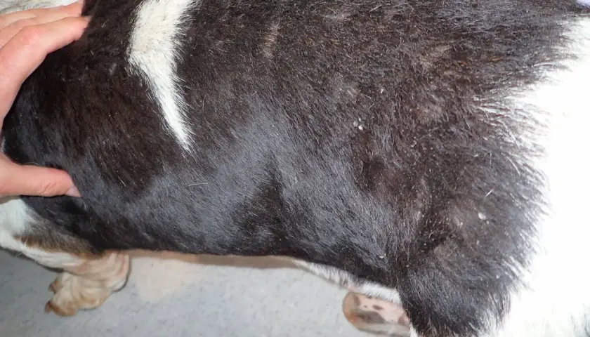 Mano che accarezza il pelo scuro di un cane, evidenziando la pelle secca e squamosa.