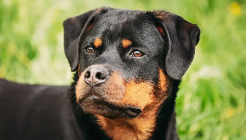 Primo piano di un rottweiler con occhi attenti, forse preoccupati per la leishmaniosi.