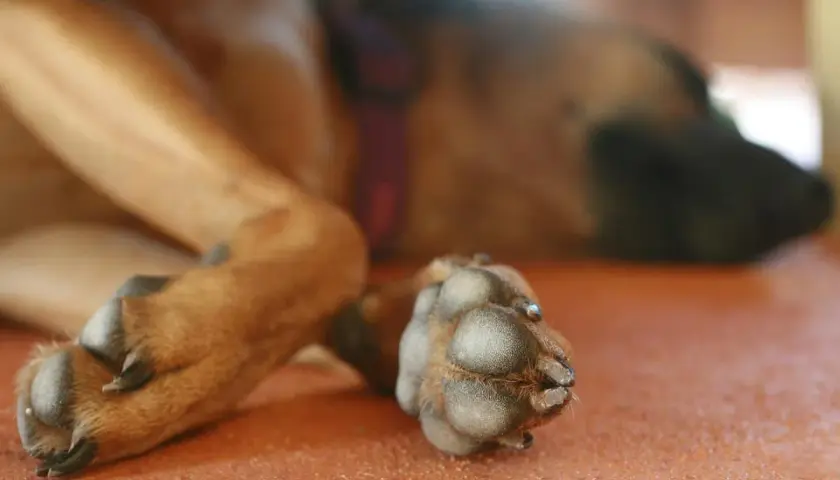 Primo piano dei polpastrelli di un cane, attenzione alle malattie che possono colpirli.