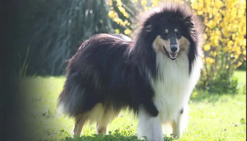 Collie tricolore con folta pelliccia, in piedi sull'erba. Un cane che potrebbe essere affetto da dermatomiosite, ma che appare in salute.