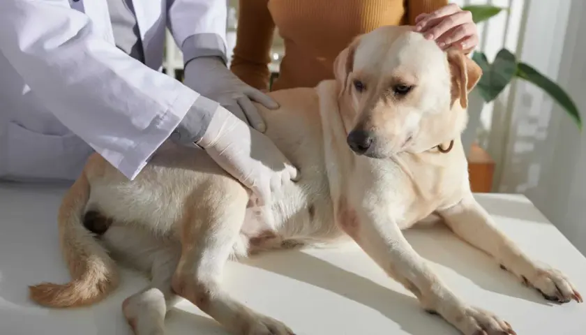 Veterinario esamina un cane con possibili problemi intestinali. Il cane è sdraiato su un tavolo, mentre il veterinario gli tocca l'addome.