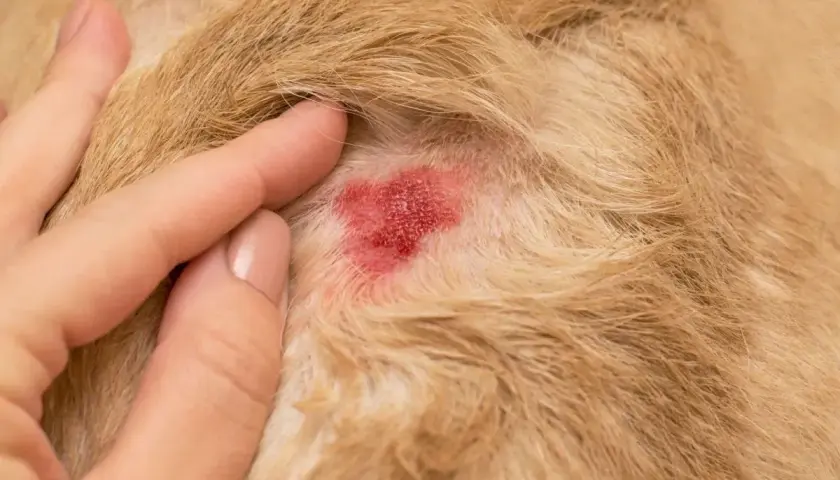 Dermatite acuta umida, un **hot spot cane**, visibile sulla pelliccia chiara.