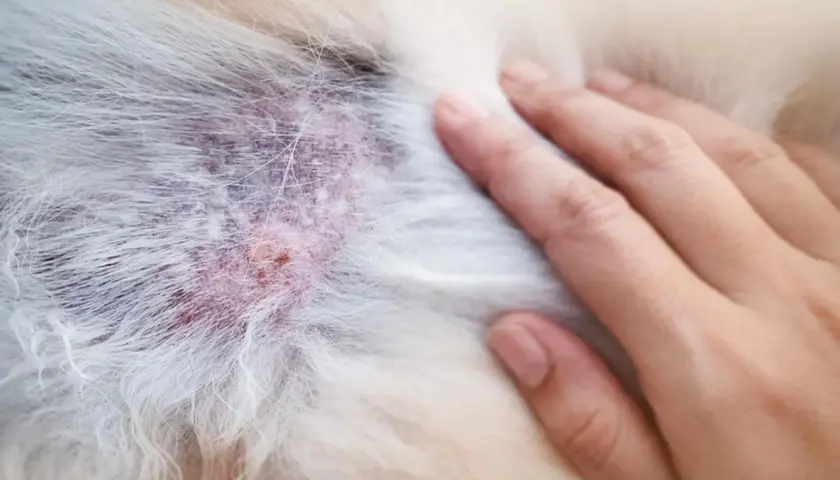 Pelle arrossata e irritata su un cane, possibile segno di malassezia. Si cercano rimedi naturali per il cane.