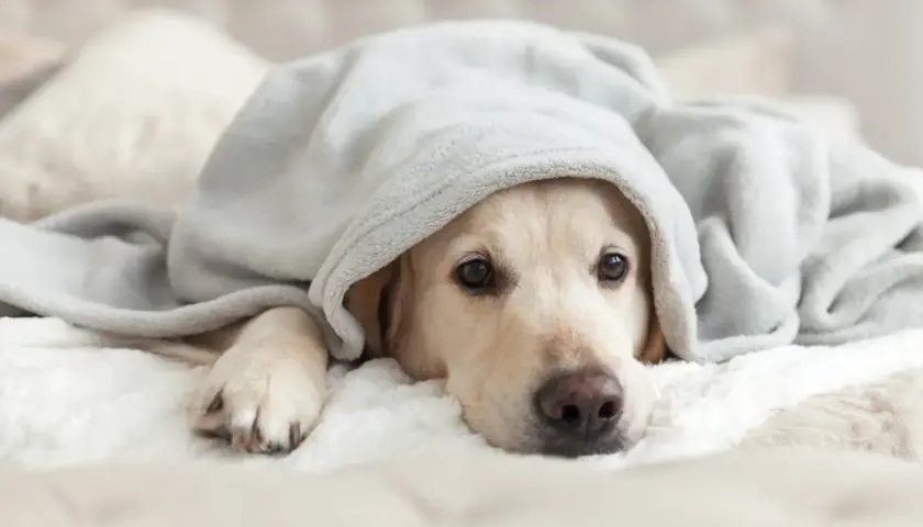 Un cane con tosse nel cane a riposo, avvolto in una coperta grigia, con un'espressione un po' malinconica.