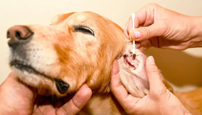 Un cane golden retriever riceve una terapia per gli acari delle orecchie, con un cotton fioc che pulisce delicatamente il canale uditivo.