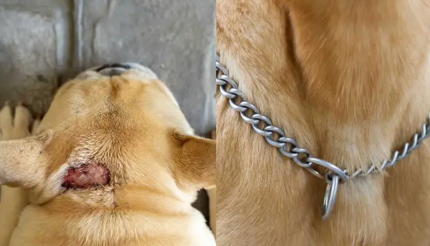 Primo piano del collo di un cane con una lesione cutanea, forse una cisti dermoide cane. A destra, il pelo dorato e una collana a catena.