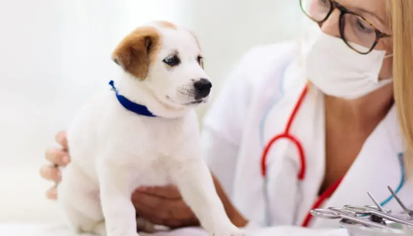 Cucciolo bianco con macchie marroni dal veterinario per un controllo sul criptorchidismo cane.
