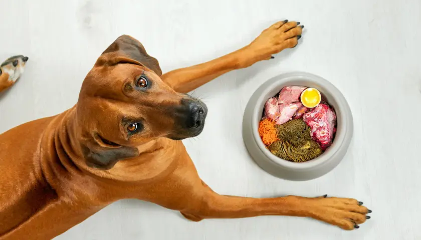 Cane marrone con ciotola di cibo crudo. Attenzione ai sintomi di pancreatite cane: vomito, diarrea, letargia.