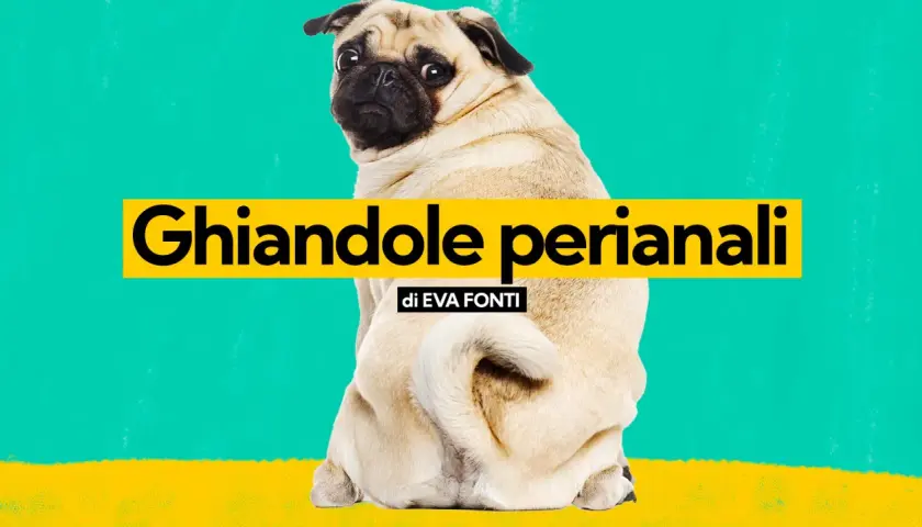 Un carlino guarda indietro, con la scritta "Ghiandole perianali" in evidenza.