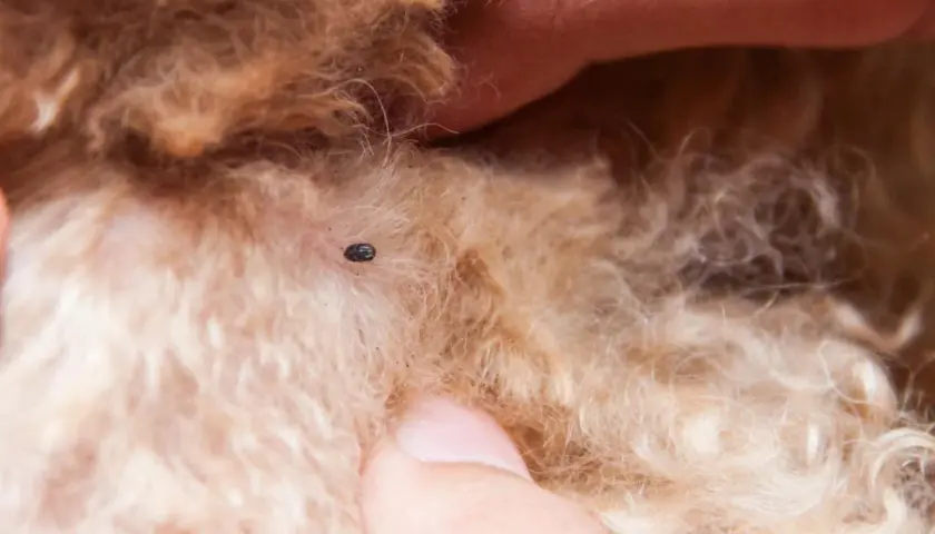 Un acaro sul pelo di un cane, un piccolo parassita da rimuovere.