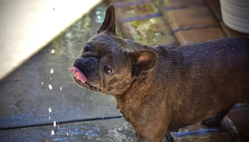 Un bulldog francese con la lingua fuori, bagnato e con un leggero singhiozzo cane, guarda verso la telecamera mentre gocce d'acqua cadono.