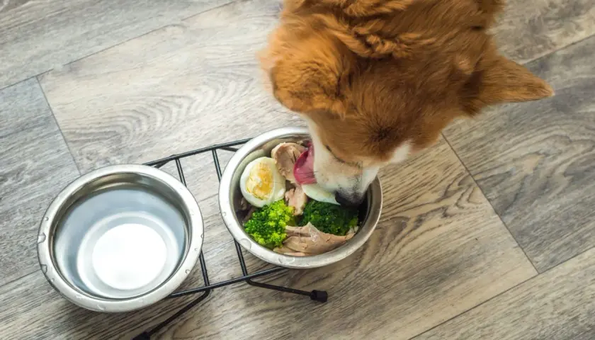 Un cane mangia con gusto cibo caldo fatto in casa: pollo, uova e broccoli in una ciotola.