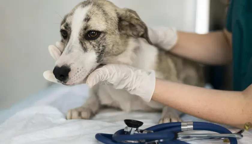Visita veterinaria per un cane con sospetto tumore. Si escludono cause come flatulenza.